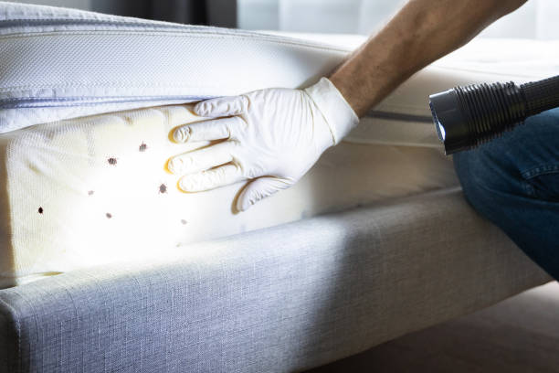 Best Local Pest Control Services  in Beeville, TX